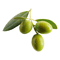 Symbolbild für Olive
