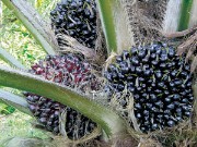 Dobre doświadczenia w praktyce uprawy oleju palmowego