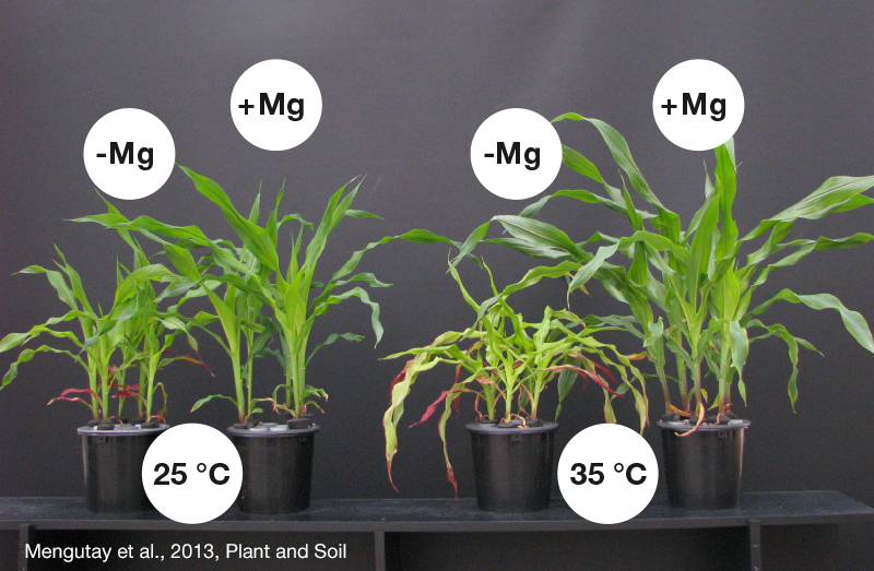 K+S Minerals and Agriculture GmbH Magnesium