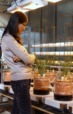 Divulgar a investigação e o conhecimento: O IAPN