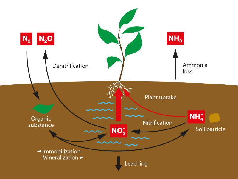 What Is The Function Of Nitrogen In Plants | The Tube